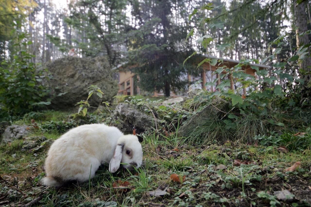 Tierpark Buchenberg Bed & Breakfast ไวด์โฮเฟิน อัน แดร์อิบส์ ภายนอก รูปภาพ