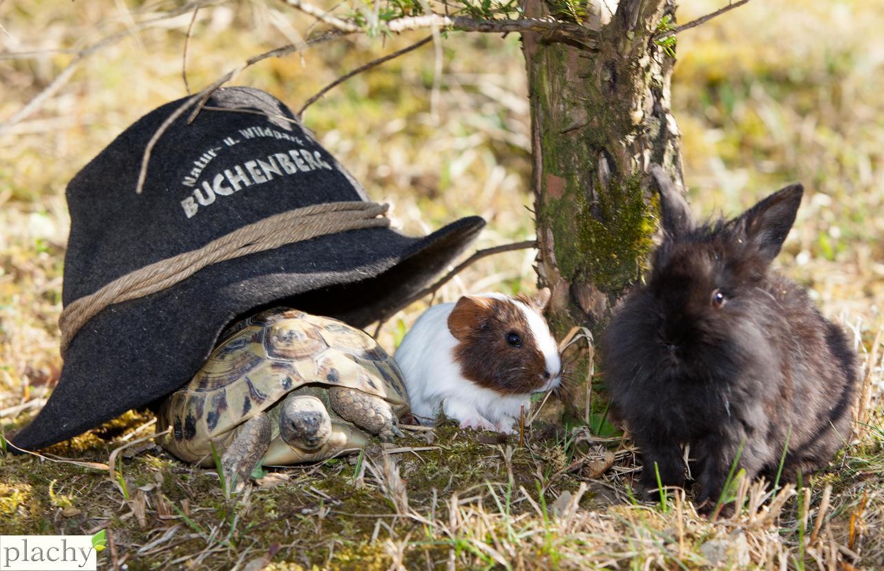 Tierpark Buchenberg Bed & Breakfast ไวด์โฮเฟิน อัน แดร์อิบส์ ภายนอก รูปภาพ
