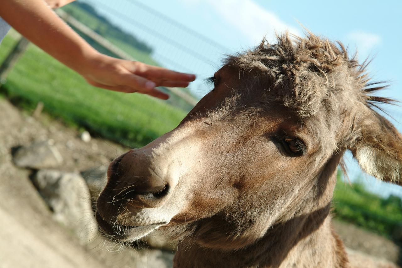 Tierpark Buchenberg Bed & Breakfast ไวด์โฮเฟิน อัน แดร์อิบส์ ภายนอก รูปภาพ